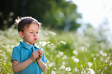 Image showing Boy with dandelion