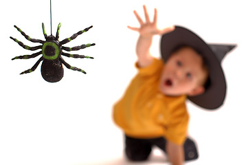 Image showing Spider hunting
