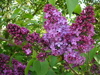 Image showing lilac tree flowers