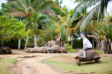 Image showing Riding Giant Turtle