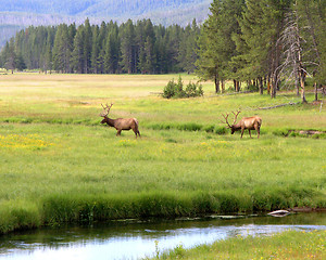 Image showing Grazing Elk