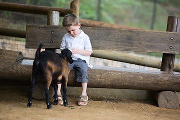Image showing Feeding Baby Goat