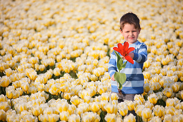Image showing Boy in Tulip Field