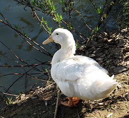 Image showing Peaceful duck. Nicosia. Cyprus