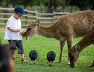 Image showing Feeding Deers