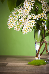 Image showing Bouquet of a blossoming bird cherry in a vase on a table