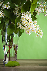 Image showing Bouquet of a blossoming bird cherry in a vase on a table