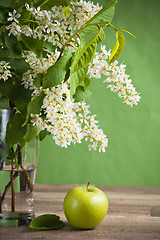 Image showing Bouquet of a blossoming bird cherry in a vase on a table