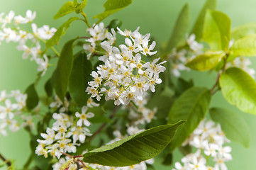 Image showing Branch of a blossoming bird cherry