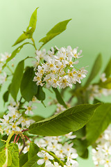 Image showing Branch of a blossoming bird cherry