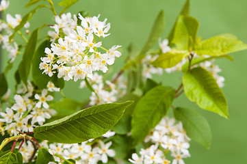 Image showing Branch of a blossoming bird cherry