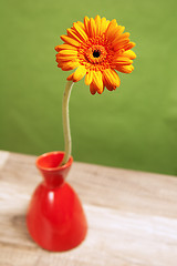 Image showing orange gerberas in a vase, close-up