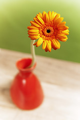 Image showing orange gerberas in a vase, close-up