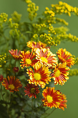 Image showing a bouquet of summer flowers, close-up