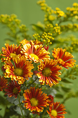 Image showing a bouquet of summer flowers, close-up