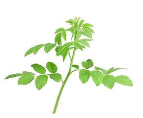 Image showing Young branch of dog-rose with green leafs