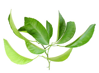 Image showing Branch of citrus-tree with green leaf