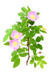 Image showing Dog-rose with green leafs and pink flowers