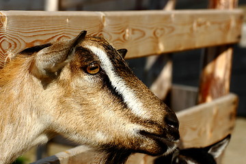 Image showing brown goat