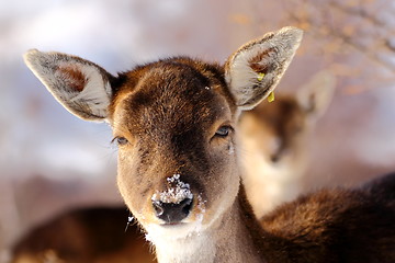 Image showing deer calf