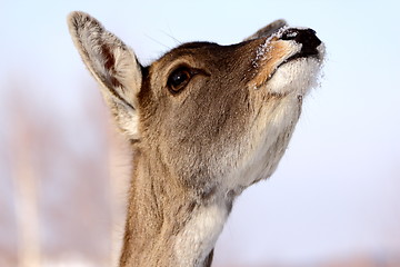 Image showing deer doe