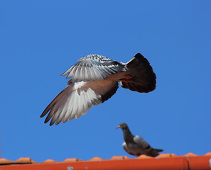 Image showing male pigeon flying