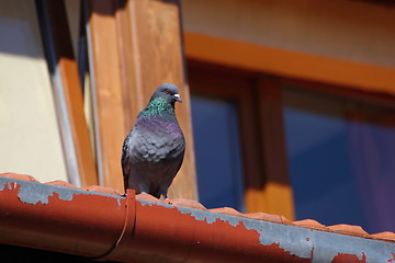 Image showing male pigeon