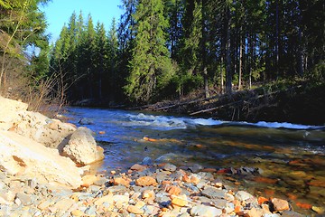 Image showing river through the forest