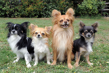 Image showing four chihuahuas