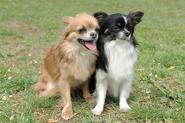 Image showing two chihuahuas