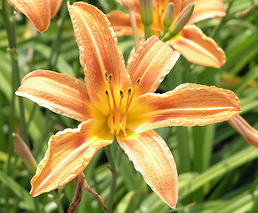 Image showing Tiger Lily