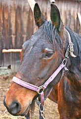 Image showing Horse