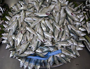 Image showing Sardines for sale