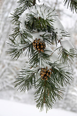 Image showing Winter Snow