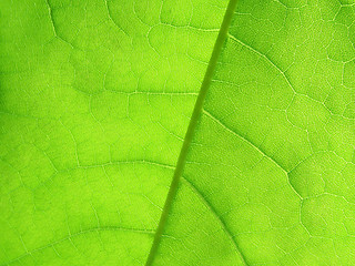 Image showing green leaf