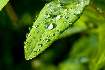 Image showing raindrops on leaf