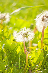 Image showing dandelion 