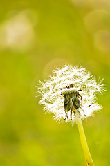 Image showing dandelion 