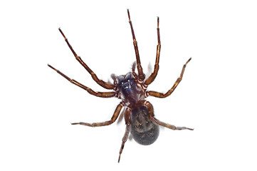 Image showing spider, Tegenaria