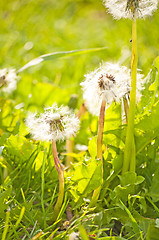 Image showing dandelion 