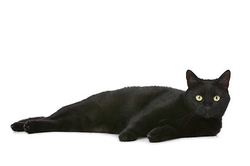 Image showing cat