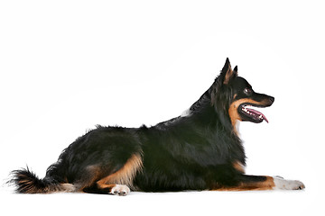 Image showing Border Collie