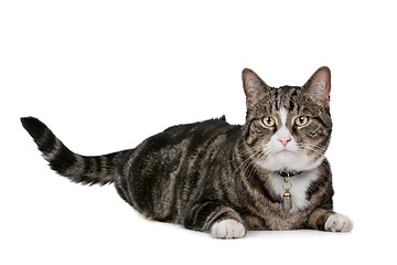 Image showing cat