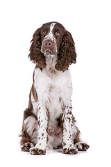 Image showing Springer Spaniel