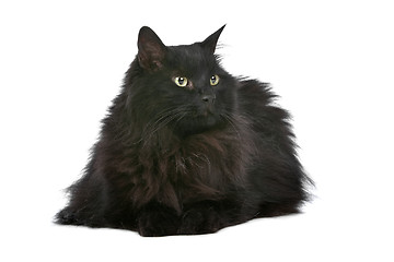 Image showing cat