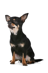 Image showing Chihuahua dog