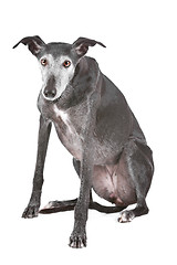 Image showing Old greyhound