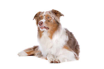 Image showing Australian shepherd