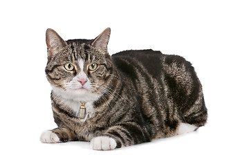 Image showing cat