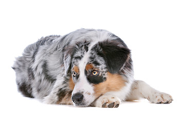 Image showing Australian shepherd